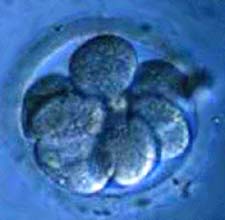 8 Cell Human Embryo. The mouth or the anus will form in the centre of the image (as the tube torus forms). - Sacred Geometry Light Lanage Healing - www.jelila.com -  Online