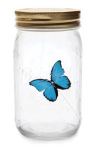 Butterfly in Jar - Jelila - Healing Online and in Person - www.jelila.com