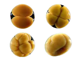 Cells Dividing - Zygote - Jelila image collection - Metatron's Cube - www.jelila.com